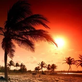 Palmiye Ağaçları - Kanvas Tablo thumbnail 1