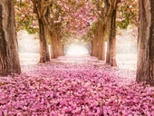 Pembe Çiçekli Yol - Kanvas Tablo thumbnail 1