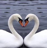 Aşık Kuğular - Kanvas Tablo thumbnail 2