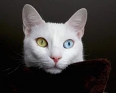 Van Kedisi - Kanvas Tablo thumbnail 2