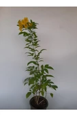 Sarı Acem Borusu Çiçeği Fidanı 40-60 Cm - 3