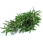 Biberiye Fidanı 20-30 Cm 3 Adet Rosmarinus Officinalis - 1