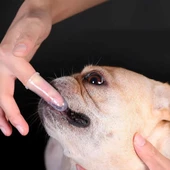 2 Adet Kediler Ve Köpekler Için 2'li Parmak Diş Fırçası - 6