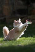 BUFFER® Yaylı Metal Fareli Kafes Kedi Oyun Topu Sıçrayan Spiral Kedi Topu - 10