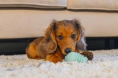 Beeztees  Yavru Köpek Sumo Mını Dental Oyuncak Xs - 2