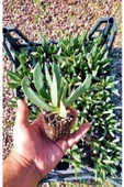 Kaz Ayağı Çiçeği Yer Örtücü Bitki 2 Adet (carpobrotus Acinaciformis) - 2