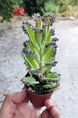 Binlerin anası gri aşkın gözyaşları çiçeği özel tür Kalanchoe Daigremontiana 5.5 cm saksıda - 3