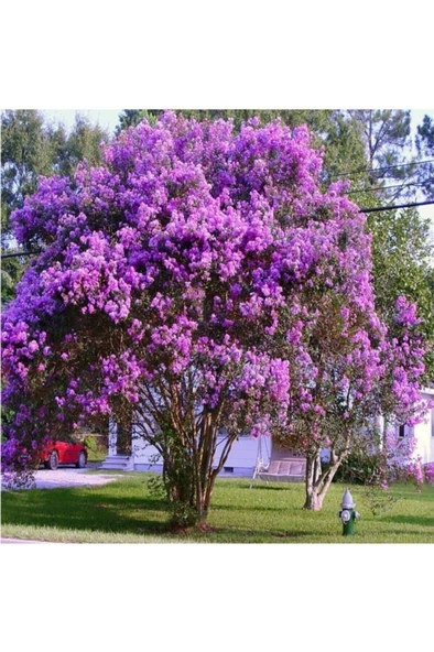 Oya Ağacı Fidanı Mor 30-40 Cm - 2