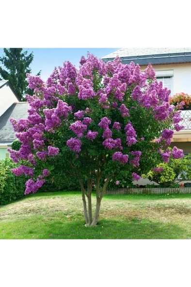 Oya Ağacı Fidanı Mor 30-40 Cm