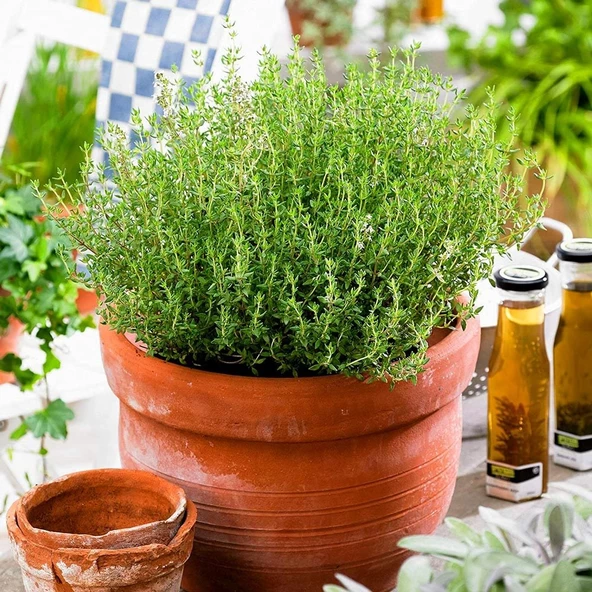 100 ml Geleneksel Thyme Oil Kekik Yağı - 2