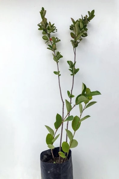 Leylak Çiçeği Fidanı 1 Adet Mor  40-80 cm - 2