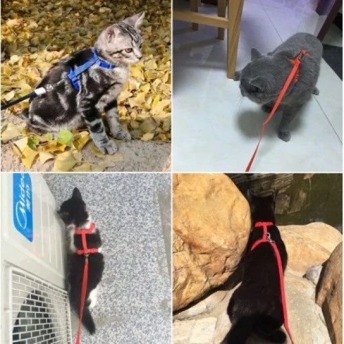 Kedi Boyun ve Göğüs Tasması - 4