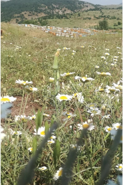 OZMUŞ BAL   Sivas Ozmuş Çerçeve Çıta Petek Bal 3,6-4kg - 3