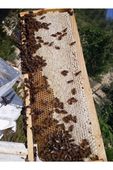 toroslar taşeli   Petek Bal 1000gr - Resim 2