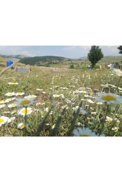 OZMUŞ BAL Ozmuşdanorganik Petek Bal 2kg - 2