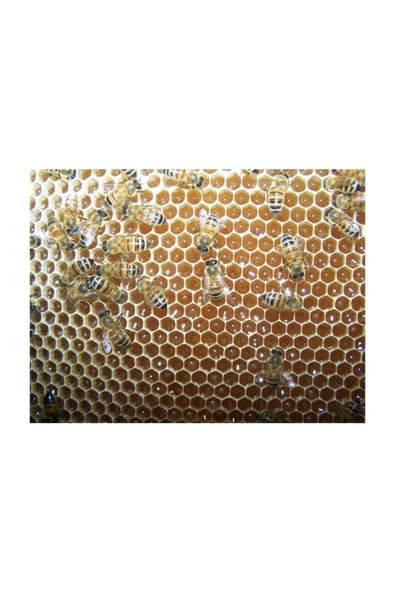 Aziz Dede Bal   Doğal Kara Kovan Petek Bal (450 G. - 500 G.) - 4