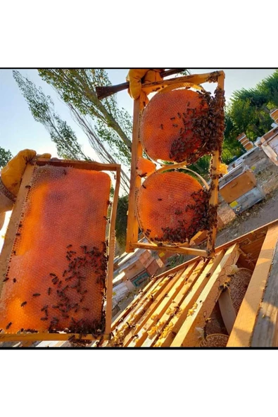 OZMUŞ BAL   Ozmuş Bal dan polenli bal 2kg petek - 2