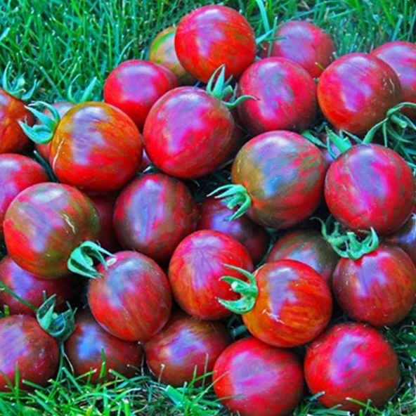 Nadir Kırmızı Siyah De Baroq Black Domates Tohumu  (15 tohum)
