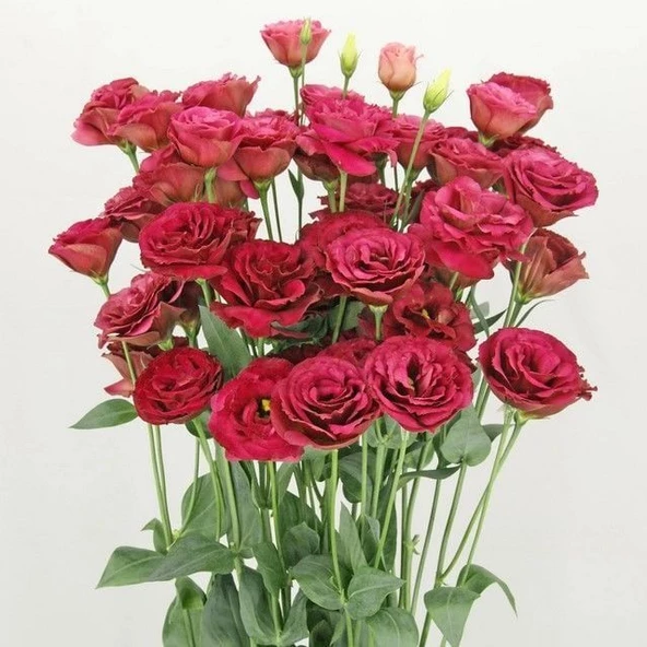 Katmerli Advantage Red Lisianthus Çiçeği Fidesi (10 Adet)