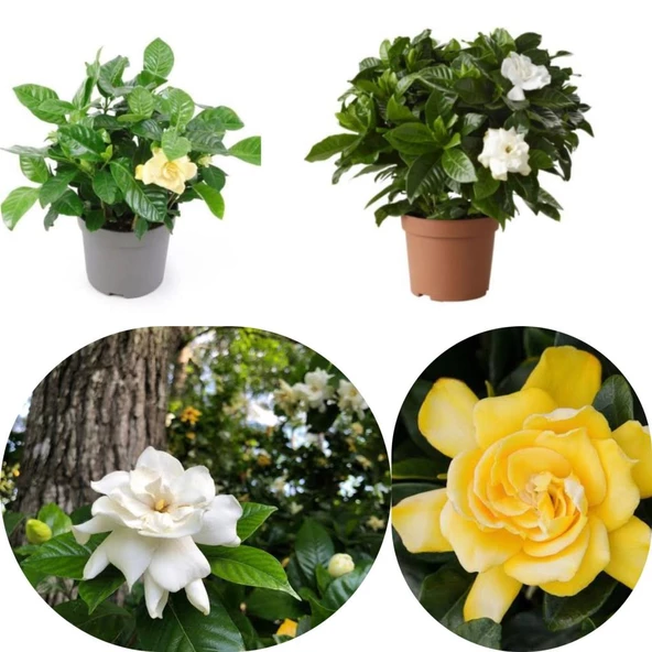 Karışık Renkli Gardenya Fidesi Paper Potta (5 adet)