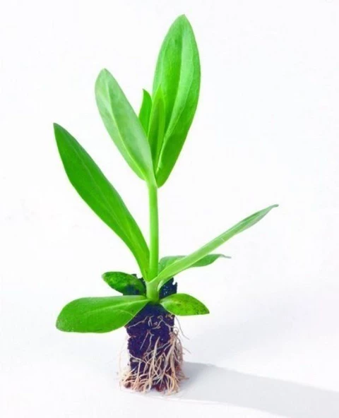 Katmerli Advantage Red Lisianthus Çiçeği Fidesi (3 Adet) - 2
