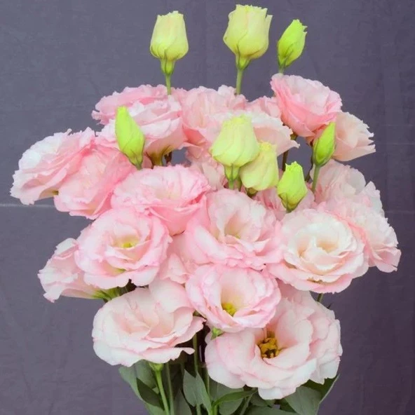 Katmerli Sugar Pink Lisianthus Çiçeği Fidesi (3 Adet) ürün görseli 1