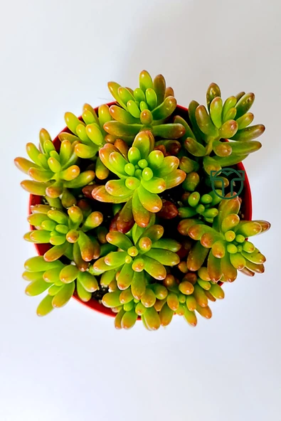 Sedum Rubrotinctum jelibon sukulent çabuk büyüyen bitki 8.5 cm kırmızı saksıda - 2