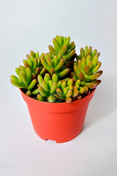 Sedum Rubrotinctum jelibon sukulent çabuk büyüyen bitki 8.5 cm kırmızı saksıda - 4