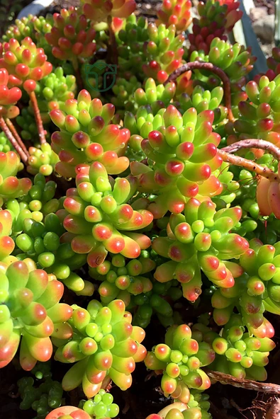 Sedum Rubrotinctum jelibon sukulent çabuk büyüyen bitki 8.5 cm kırmızı saksıda