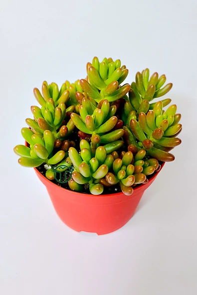 Sedum Rubrotinctum jelibon sukulent çabuk büyüyen bitki 8.5 cm kırmızı saksıda - 5