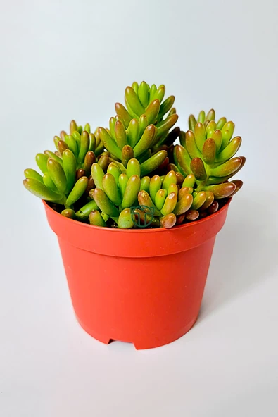 Sedum Rubrotinctum jelibon sukulent çabuk büyüyen bitki 8.5 cm kırmızı saksıda - 3