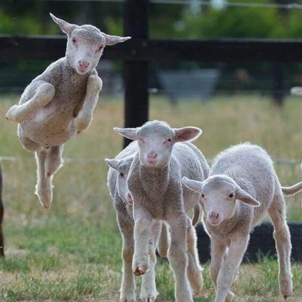 Relac 22 -19 Kuzu Buzagı Maması 25 Kg - 3