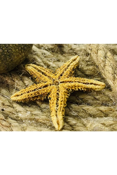 Daytona Denizatı Dekoratif Duvara Asılabilir-balkon-oda Süsleme Dekoru (mavi) - 4