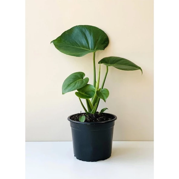 Deve Tabanı Monstera Deve Tabanı 20-40 cm