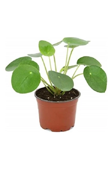 Ev Ofis Salon Bitkisi Peperomioides Çin Para Bitkisi 10-20 cm - Resim 2