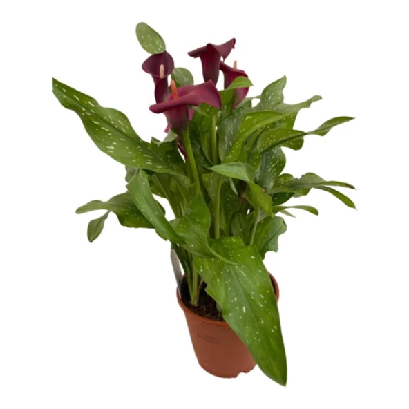 Gala Gelin Çiçeği Kırmızı 15-25 cm - Resim 2