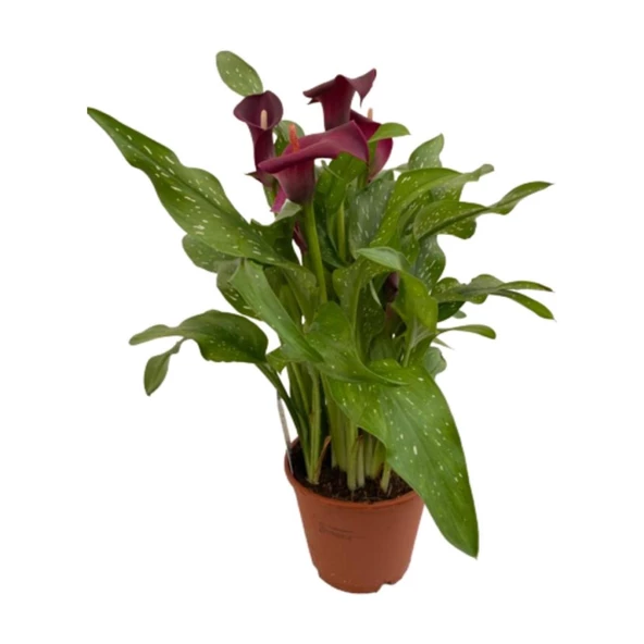 Gala Gelin Çiçeği Kırmızı 15-25 cm