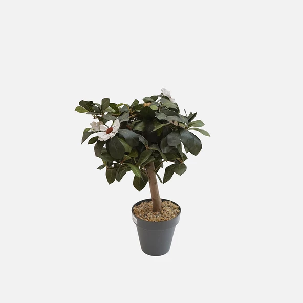 Dekoratif Gardenya Mini Ağaç
