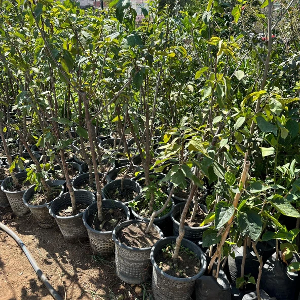 Meyve Verir Durumda Napolyon Kirazı Fidanı - Resim 3