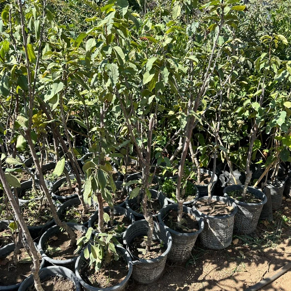 Meyve Verir Durumda Napolyon Kirazı Fidanı - Resim 2