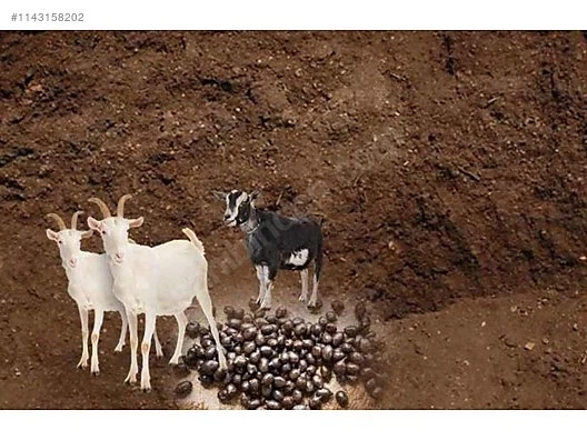 1,5 Kg Yanmış Elenmiş Keçi Gübresi Doğal Gübre - 2