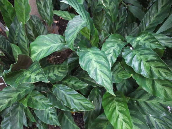 Calathea Louisae 'freddy'  10-20 cm - 1
