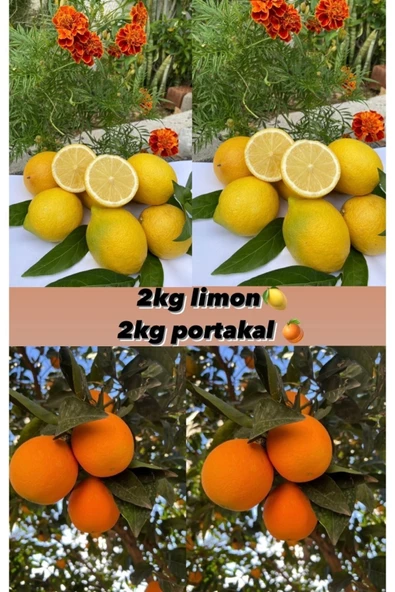 Turuncu paket ( 2 kg limon , 2 kg portakal )