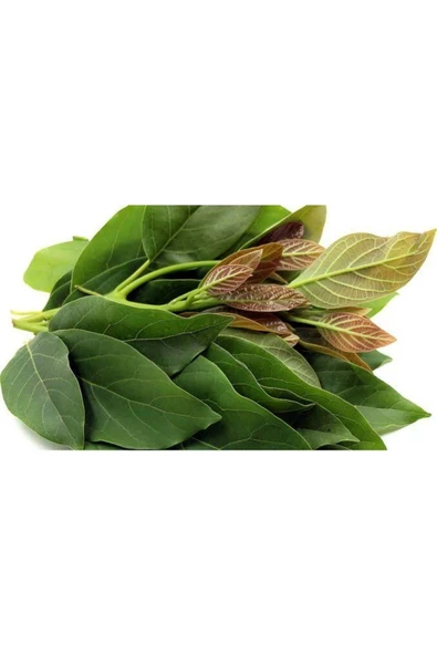 Taze Avokado Yaprağı 125gr