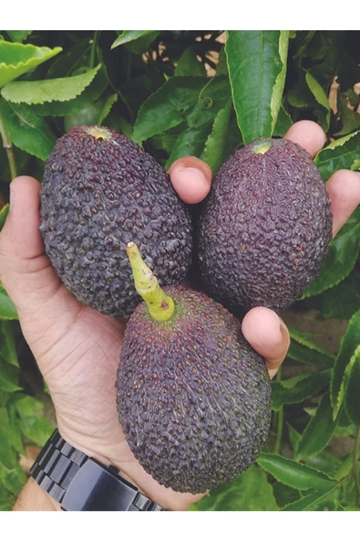 1 Kg Avokado Taze  Yeni Hasat