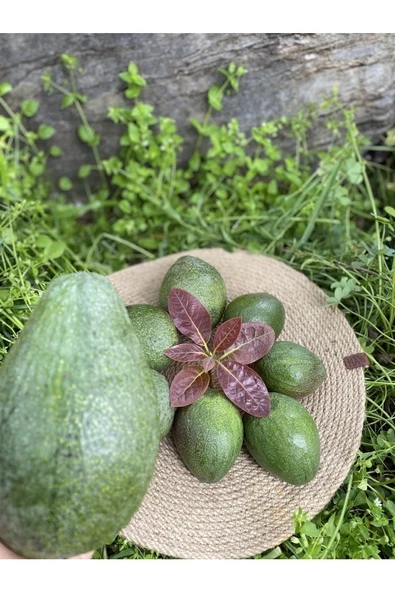 1 Kg Avokado - Yeni Hasat