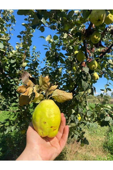 1 Kg Dalından Ayva