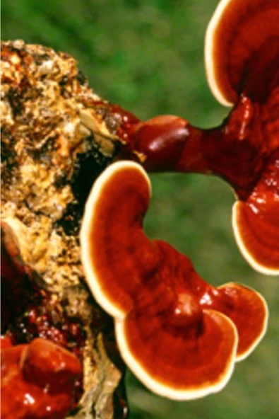 Reishi Ganoderma Lingzhi Mantar Tohumu +5000 Adet