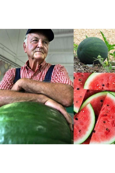 Yerli Kuşadası karpuzu tohumu atalık tohum