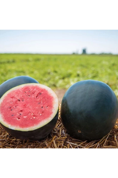 Siyah elmas karpuz tohumu geleneksel watermelon black diamond